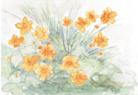 Sumpfdotterblumen