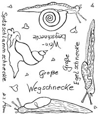 Schnecken zum Ausmalen