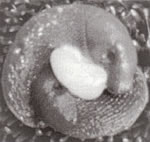 Zwei Schnecken
